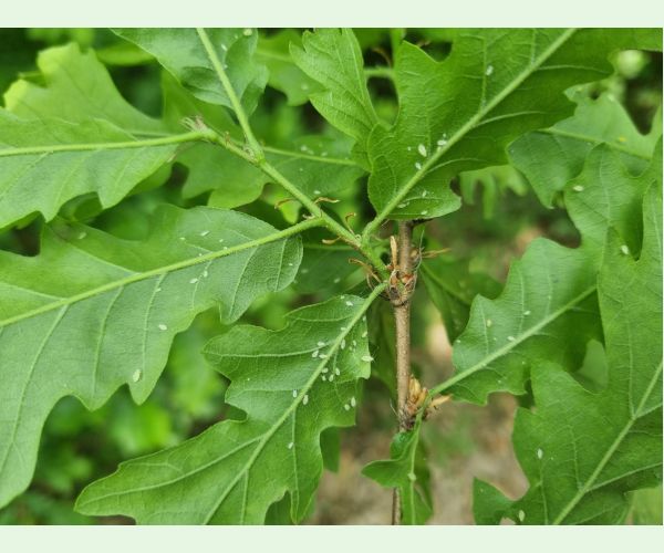 Tuberculatus annulatus