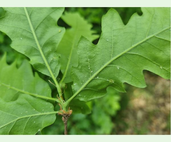 Tuberculatus annulatus