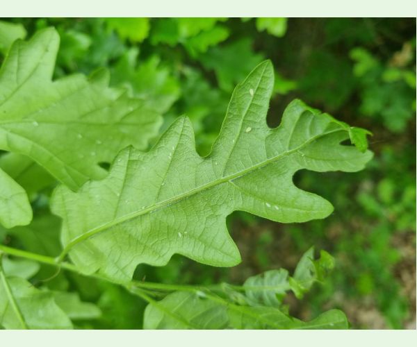 Tuberculatus annulatus