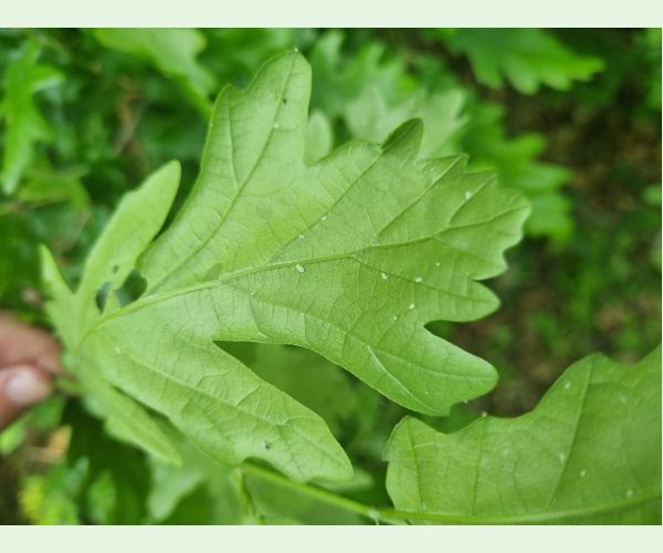 Tuberculatus annulatus