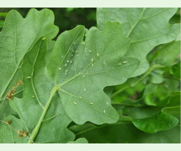 Tuberculatus annulatus