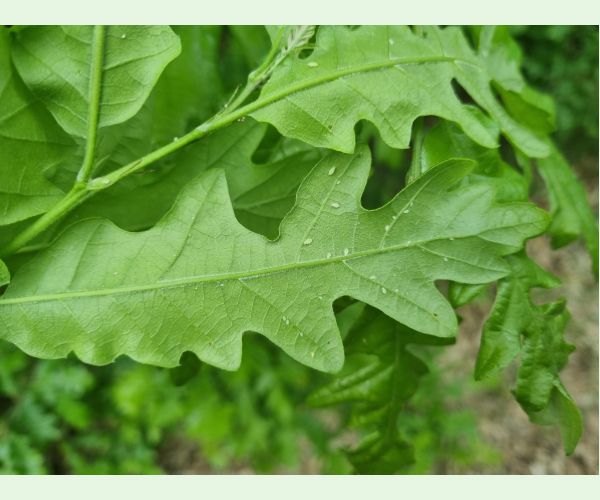 Tuberculatus annulatus