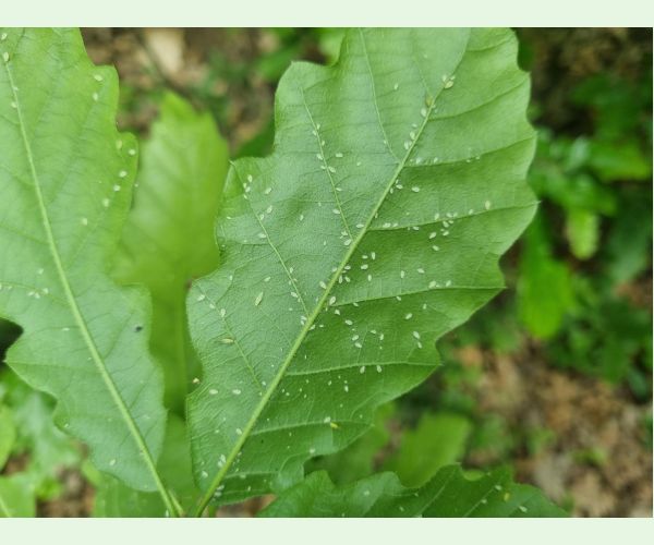 Tuberculatus annulatus