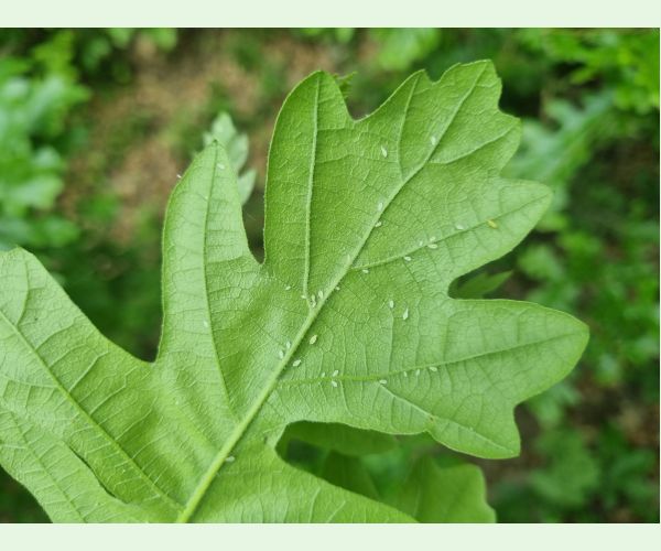 Tuberculatus annulatus