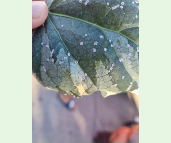 Ceroplastes japonicus