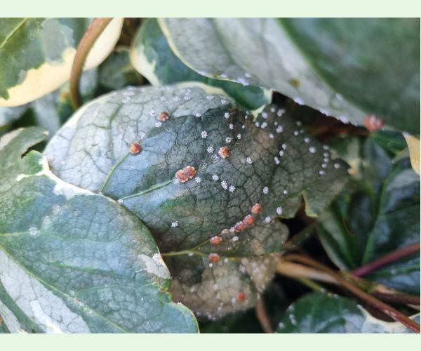 Ceroplastes japonicus