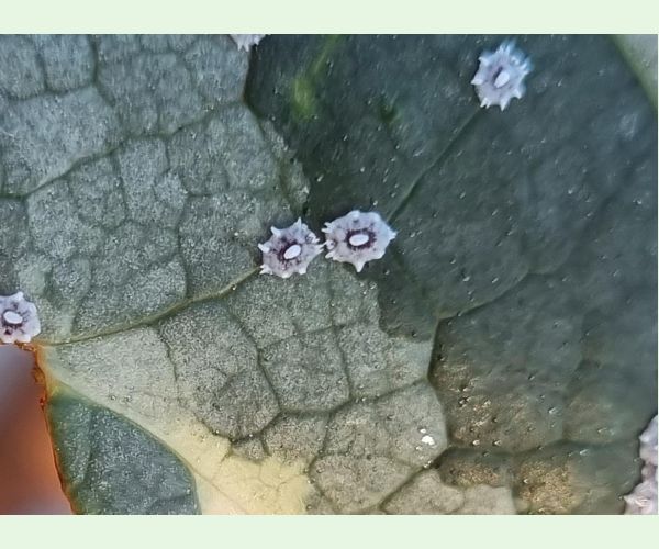 Ceroplastes japonicus