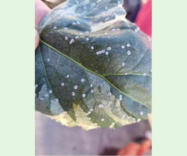 Ceroplastes japonicus