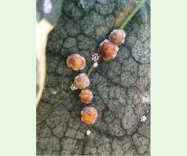 Ceroplastes japonicus