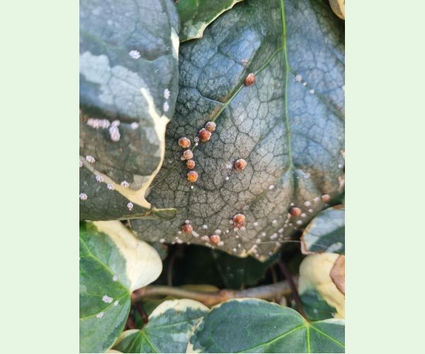 Ceroplastes japonicus