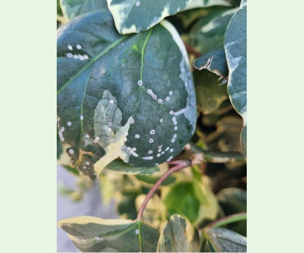 Ceroplastes japonicus