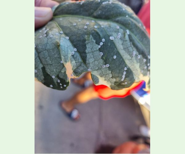 Ceroplastes japonicus