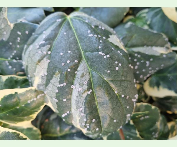 Ceroplastes japonicus