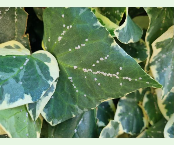 Ceroplastes japonicus