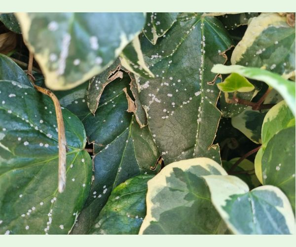 Ceroplastes japonicus