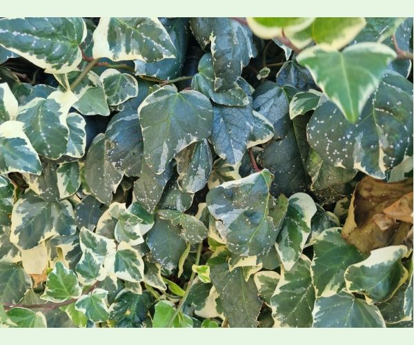 Ceroplastes japonicus