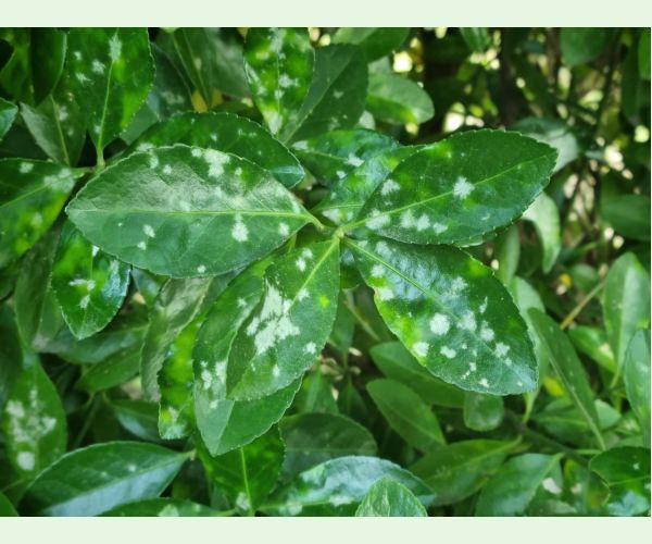 Erysiphe euonymicola