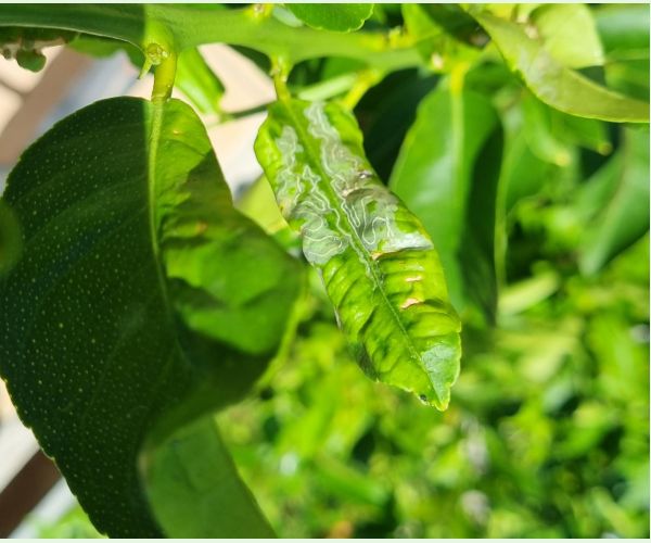 Phyllocnistis citrella