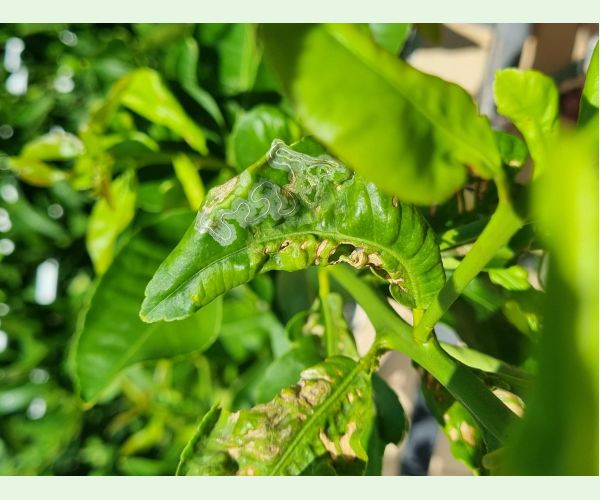 Phyllocnistis citrella