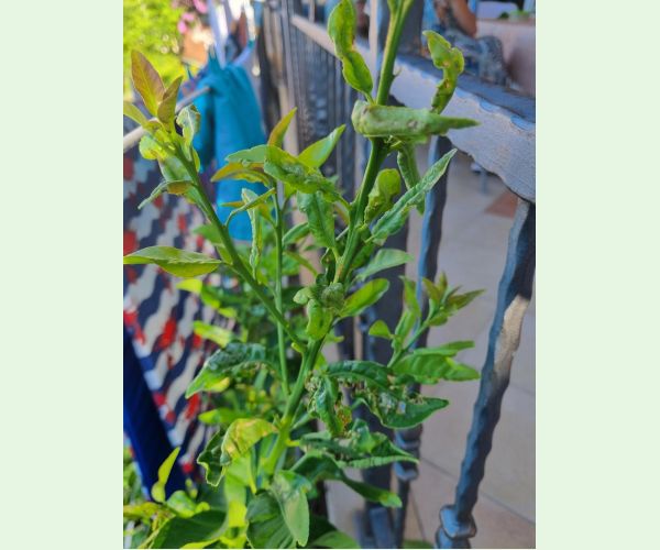 Phyllocnistis citrella