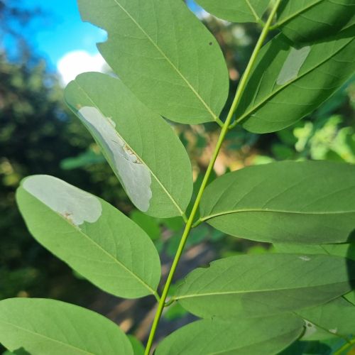 Macrosaccus robiniella