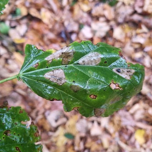 Phyllonorycter issikii