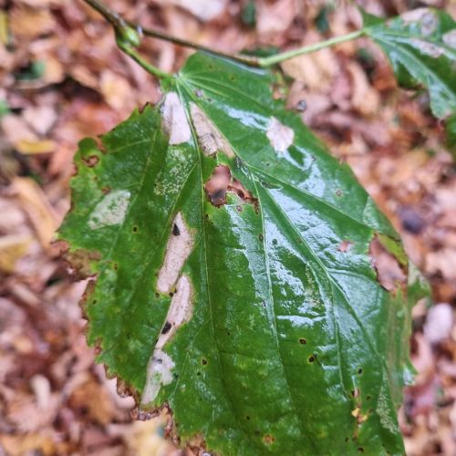 Phyllonorycter issikii