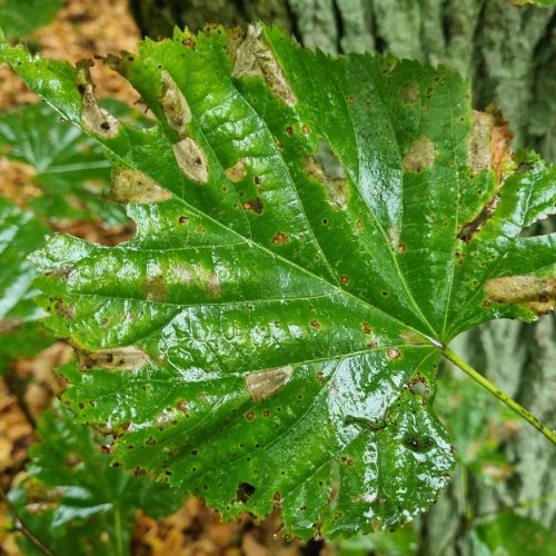 Phyllonorycter issikii