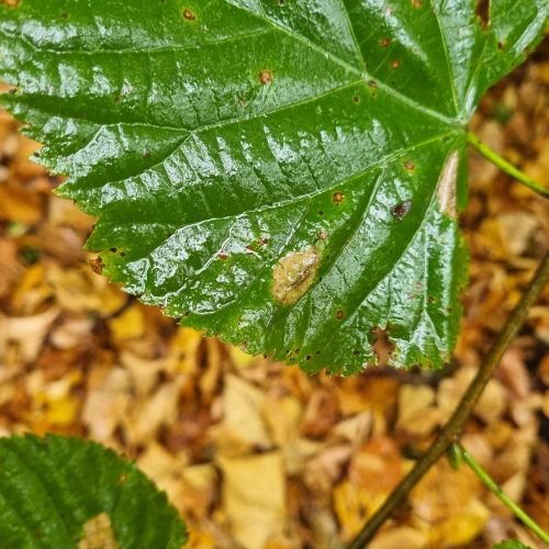 Phyllonorycter issikii