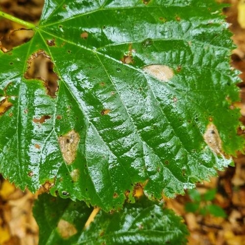 Phyllonorycter issikii