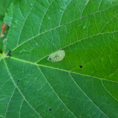 Phyllonorycter issikii