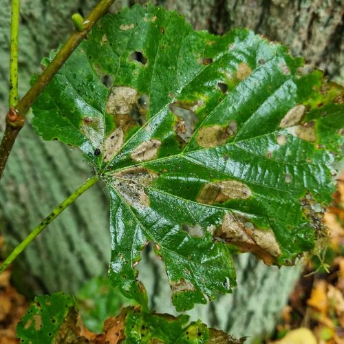 Phyllonorycter issikii