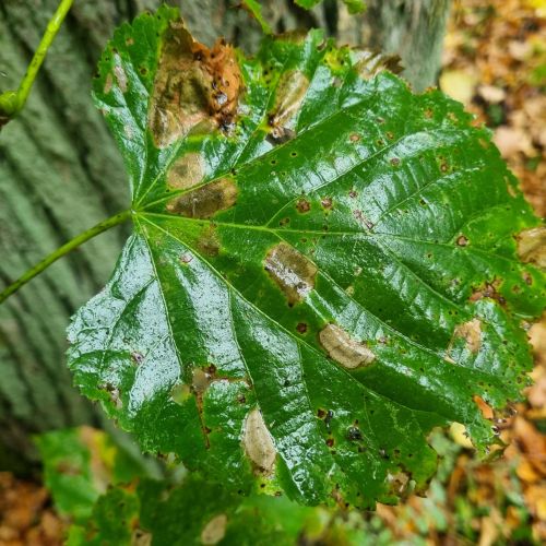 Phyllonorycter issikii