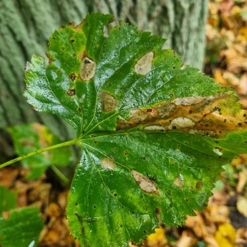 Phyllonorycter issikii