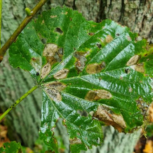 Phyllonorycter issikii