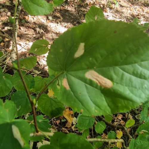 Phyllonorycter issikii