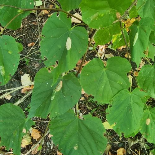 Phyllonorycter issikii