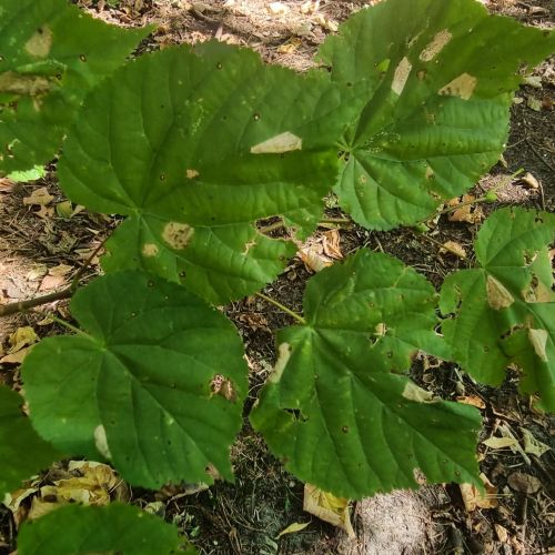 Phyllonorycter issikii