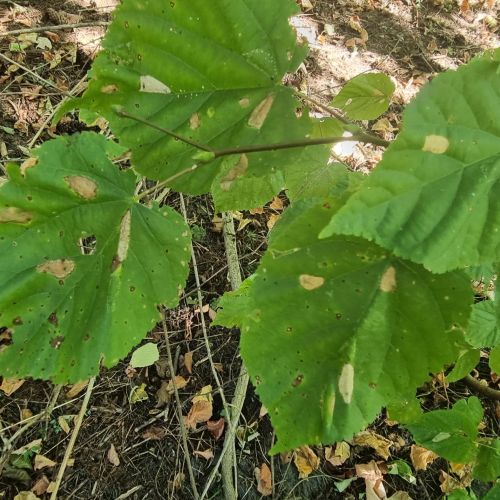 Phyllonorycter issikii