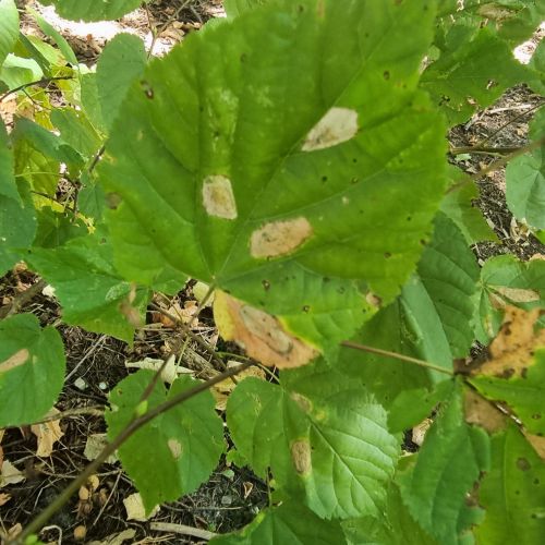 Phyllonorycter issikii