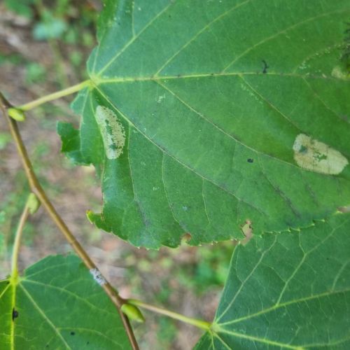 Phyllonorycter issikii