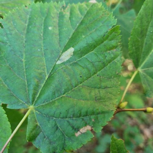 Phyllonorycter issikii