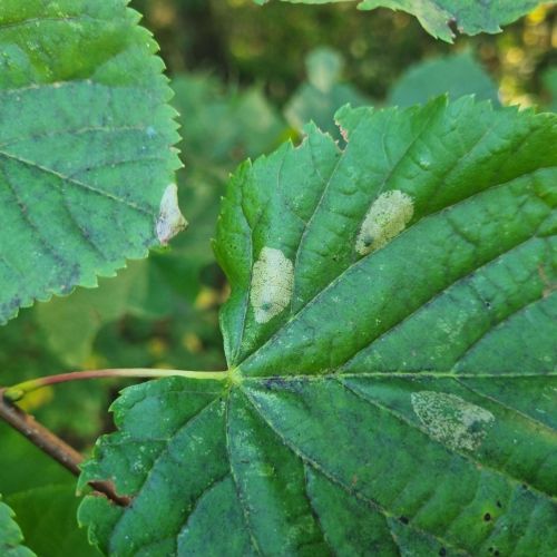 Phyllonorycter issikii