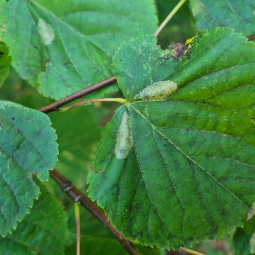 Phyllonorycter issikii