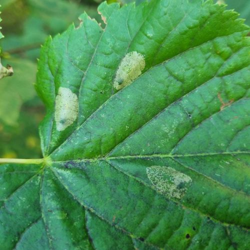 Phyllonorycter issikii