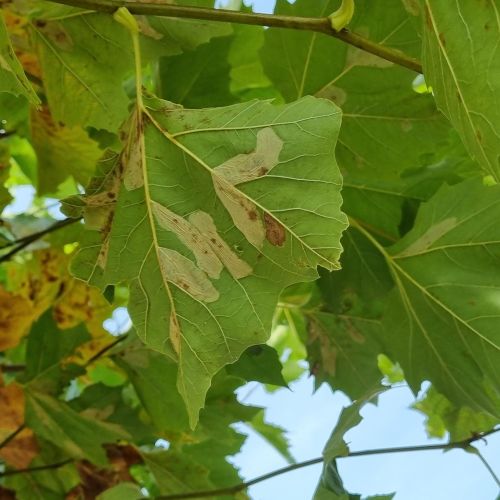 Phyllonorycter platani