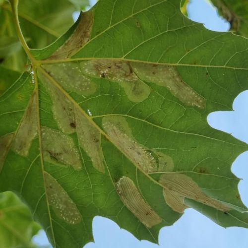 Phyllonorycter platani