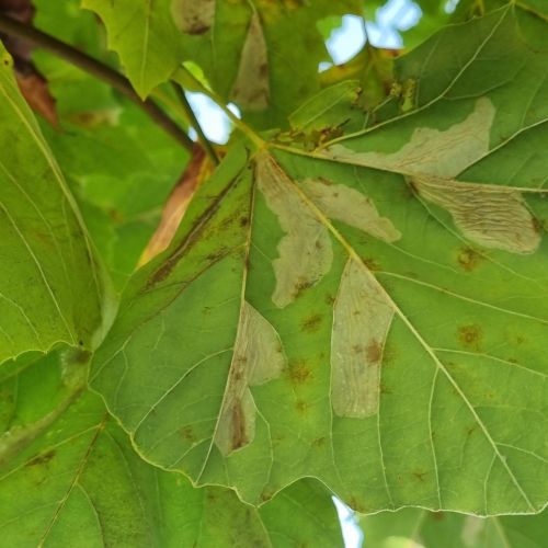 Phyllonorycter platani