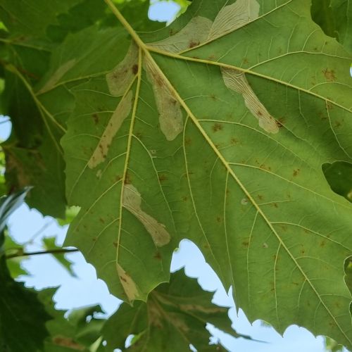 Phyllonorycter platani