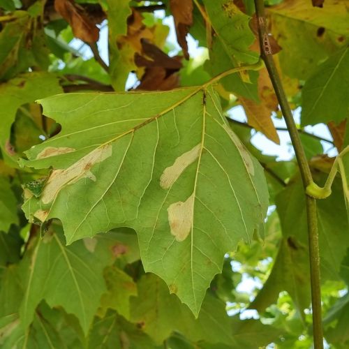 Phyllonorycter platani